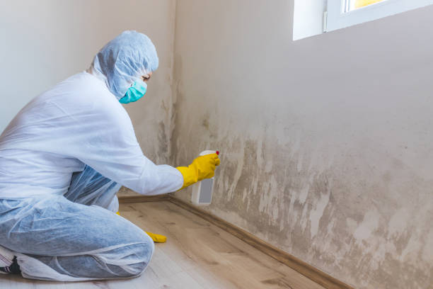 Licensed Black Mold Removal service in Fairfax Station, VA - WQB Mold Removal