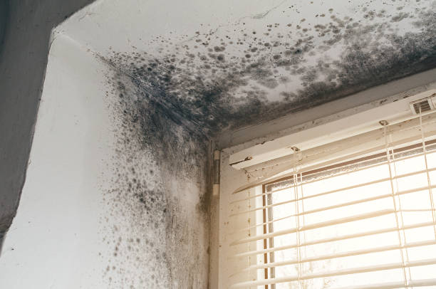 Affordable Black Mold Removal solutions in Fairfax Station, VA