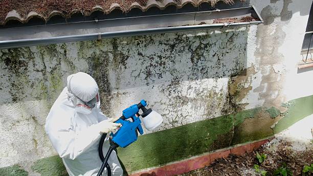 Top rated local Black Mold Removal specialists in Fairfax Station, VA